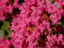 Bursting With Color