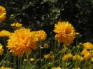 Balls of Sunshine